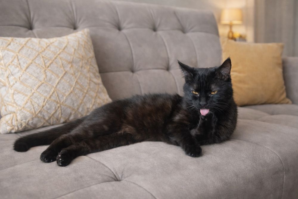 Котик СТЕПАН ишет семью