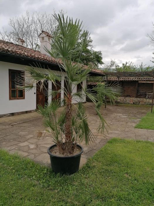 Продавам голяма палма