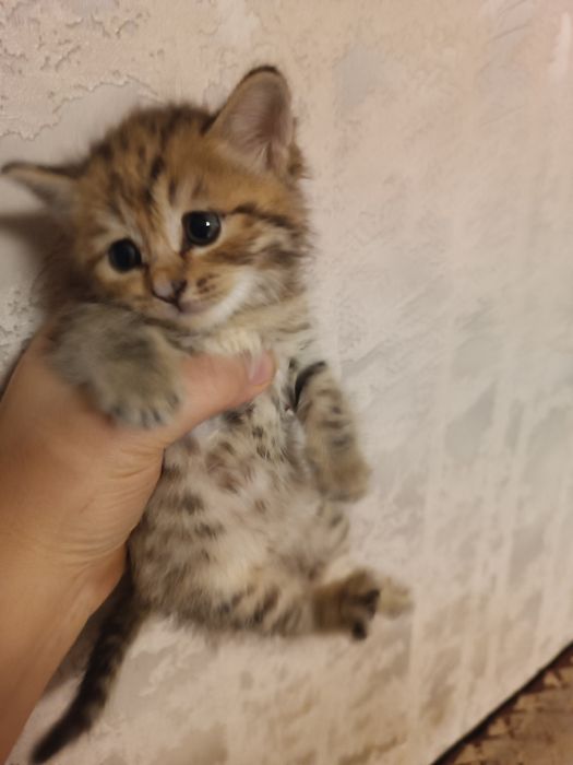 Котенок - милая девочка