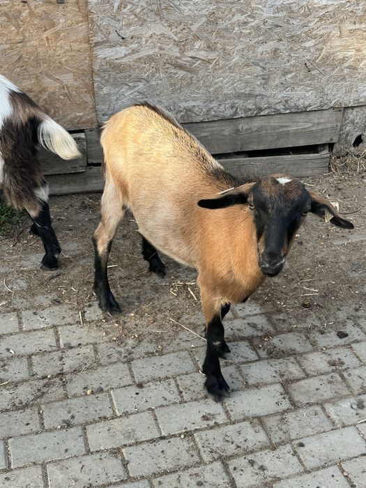 Vand doua capre doua iedite si un tapisor
