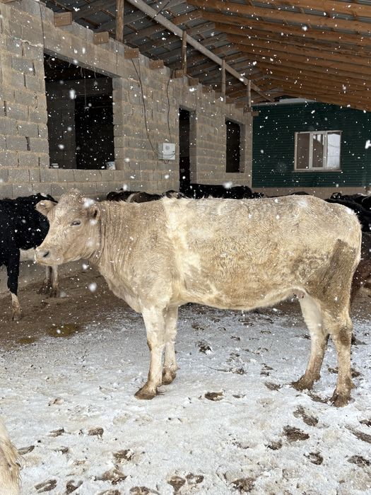 Сиыр буаз пародный