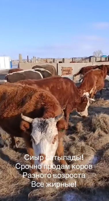 корова-нетель, порода акбас