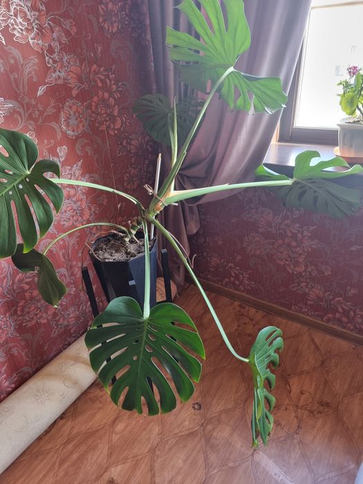 Продам комнатные цветы