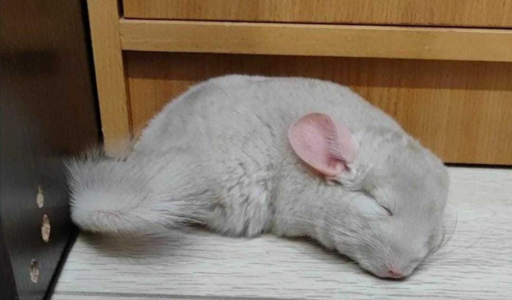 Продам шиншиллу с кормом,клеткой паилкой,и с миской