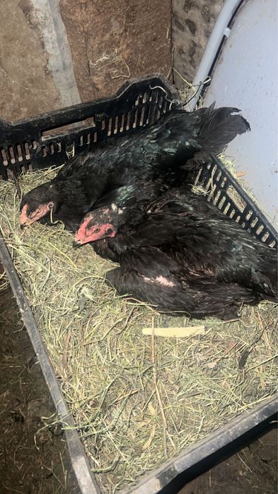 Продам двух квочек курей даканихи квочки дакан куры
