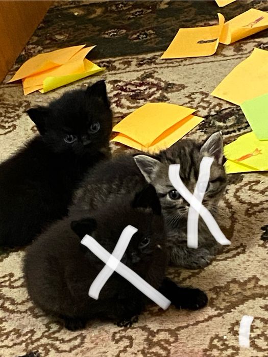 Отдам котят мама британка