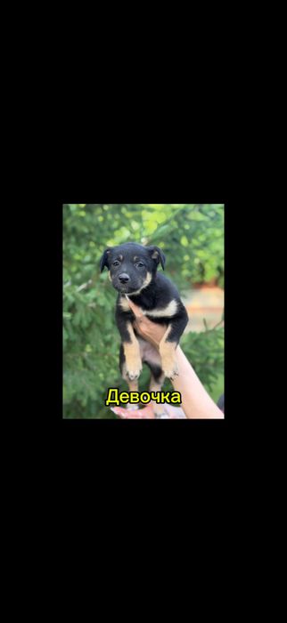 Щенки бесплатно в добрые руки