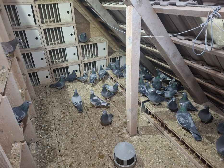 Porumbei voiajori de vanzare 50 ron