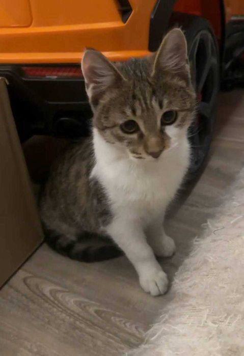 Отдам котят бесплатно