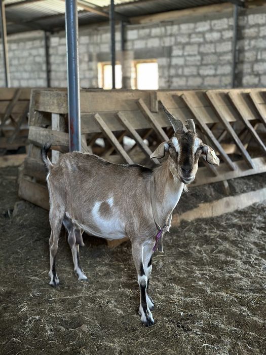 Продам дойных коз| Обучение в подарок| Сауын ешкілер табынын сатамын