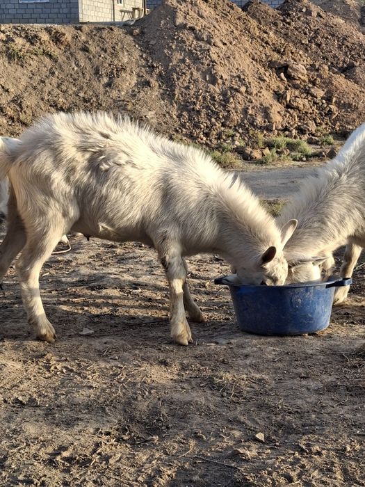 Продам козла.Заанен чистый