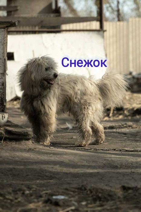 Дарю в добрые и ответственные руки
