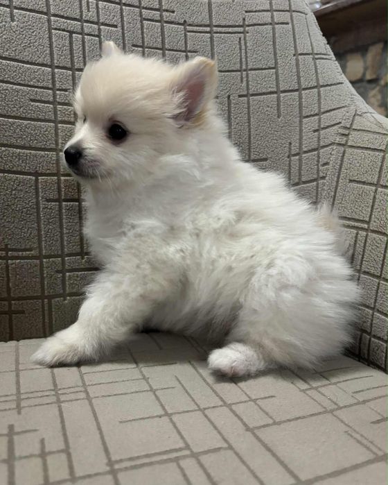 Немски шпиц мъници