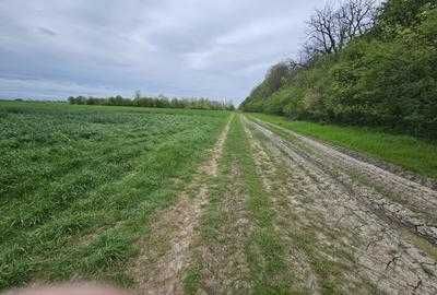 Teren intravilan 1245 m2 Clinceni Sat Olteni Ilfov