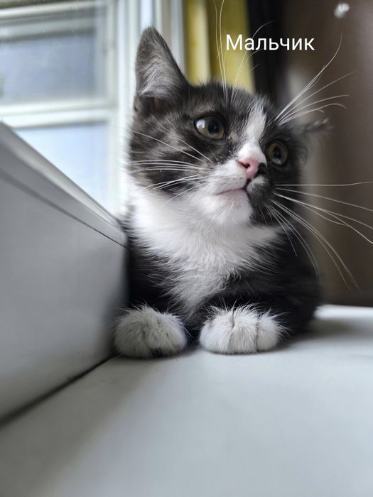 Отдам котят в добрые руки