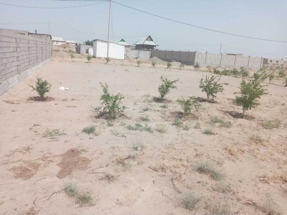 Сотилади Текисланган анор кучатлари экилган.