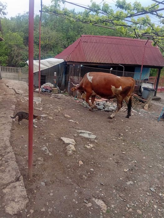 Vând vaca de 8 ani