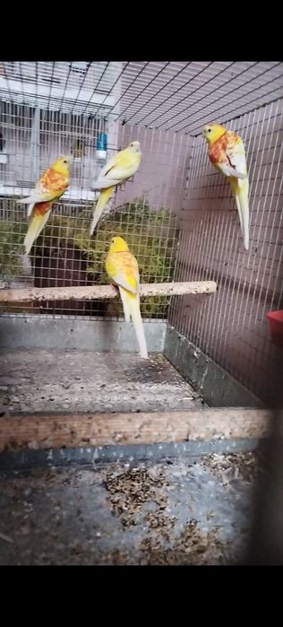 Папугай певчи сотилади