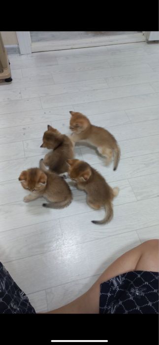 Продаются котятки породы шиншилла Fold