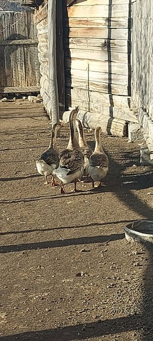 Продам гусинные яйца