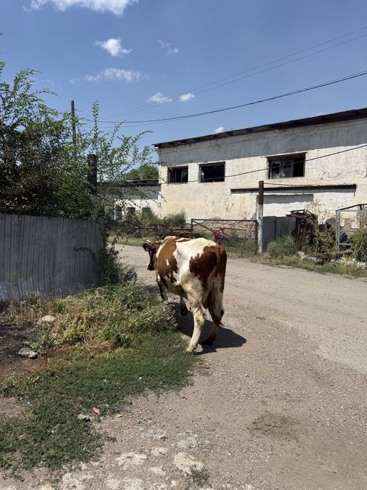 Дойная корова сенментал