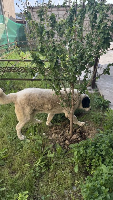 Ищем самку  для вязки