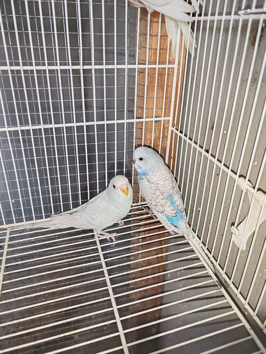 Pui Perusi disponibil