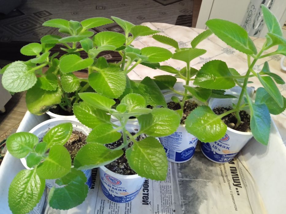 Цветы комнатные по 500 тенге