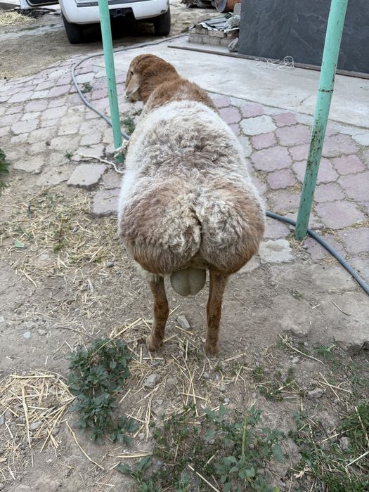 Қошқар сатылымда