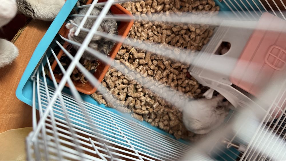 Хамячки продаются