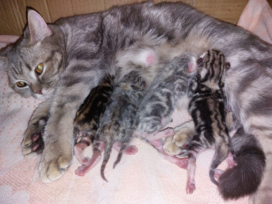 Вязка опытный шотландский кот