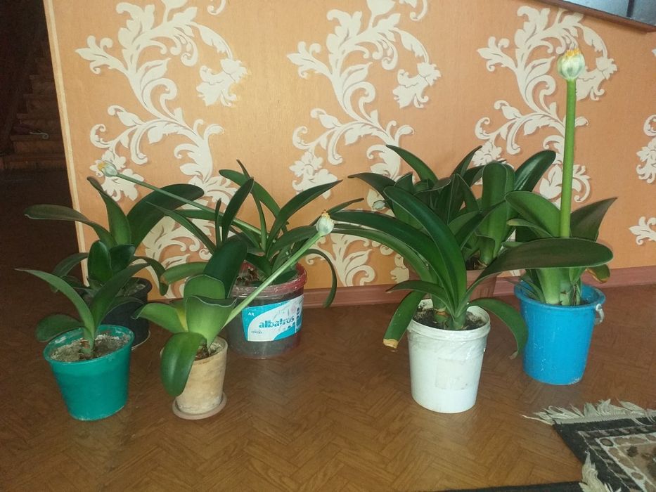 Цветы домашние разные