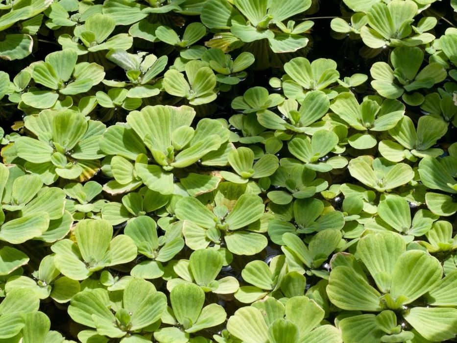 Пиксия аквариумное растение