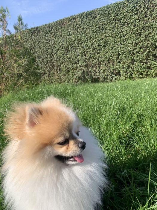 Немецкий шпиц