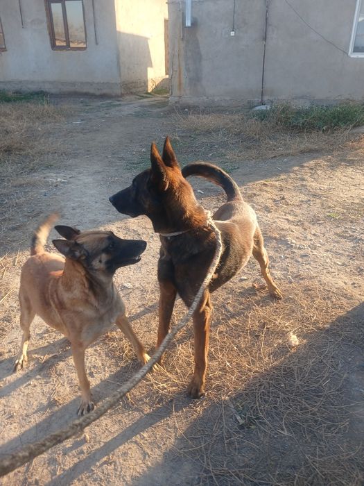 бельгийский овчарка  щенки