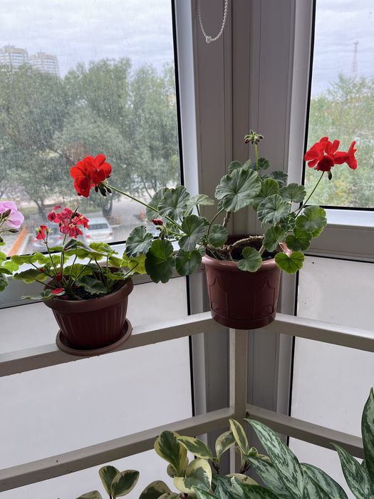 Комнатные растения, для дома