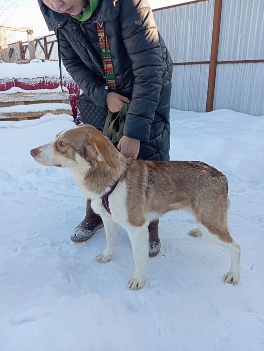 Красивая собака ищет дом