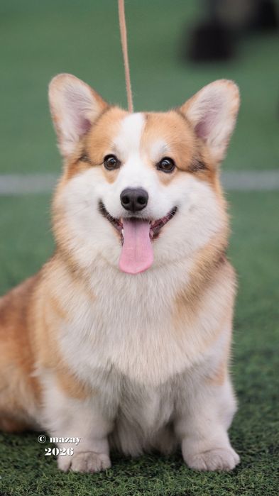 Предлагается кобель на вязки