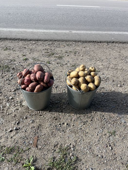 Картофель молодой сетка/ведро