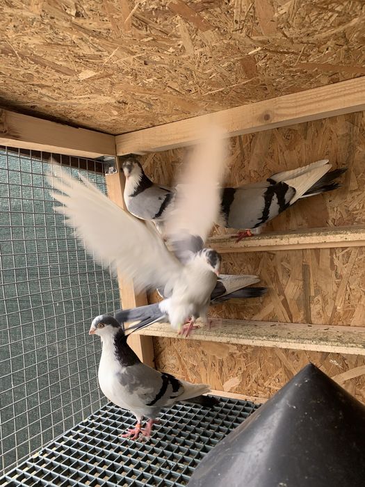 Jucătorii Gălățenii