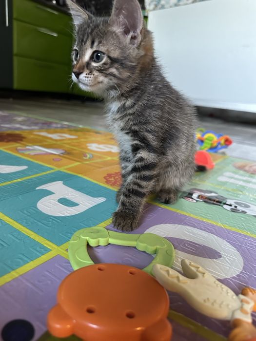 Отдам котят в добрые руки