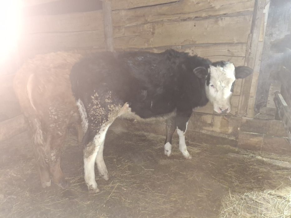 Қашар, баспақ қашар, еркек бұзаулар сатылады