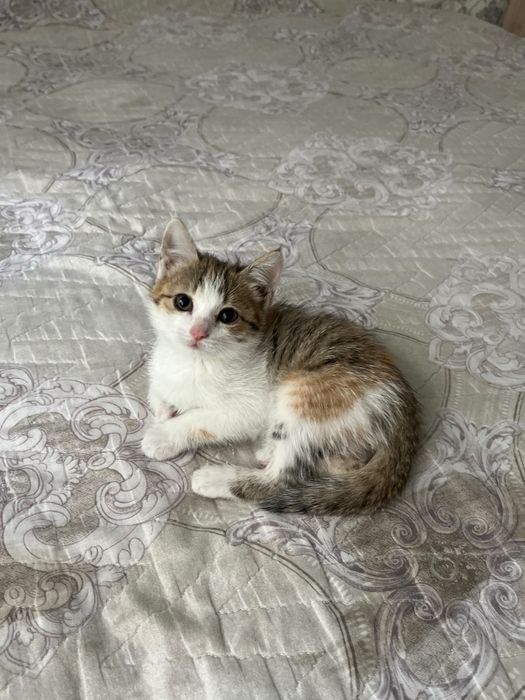 Отдам котенка в добрые руки