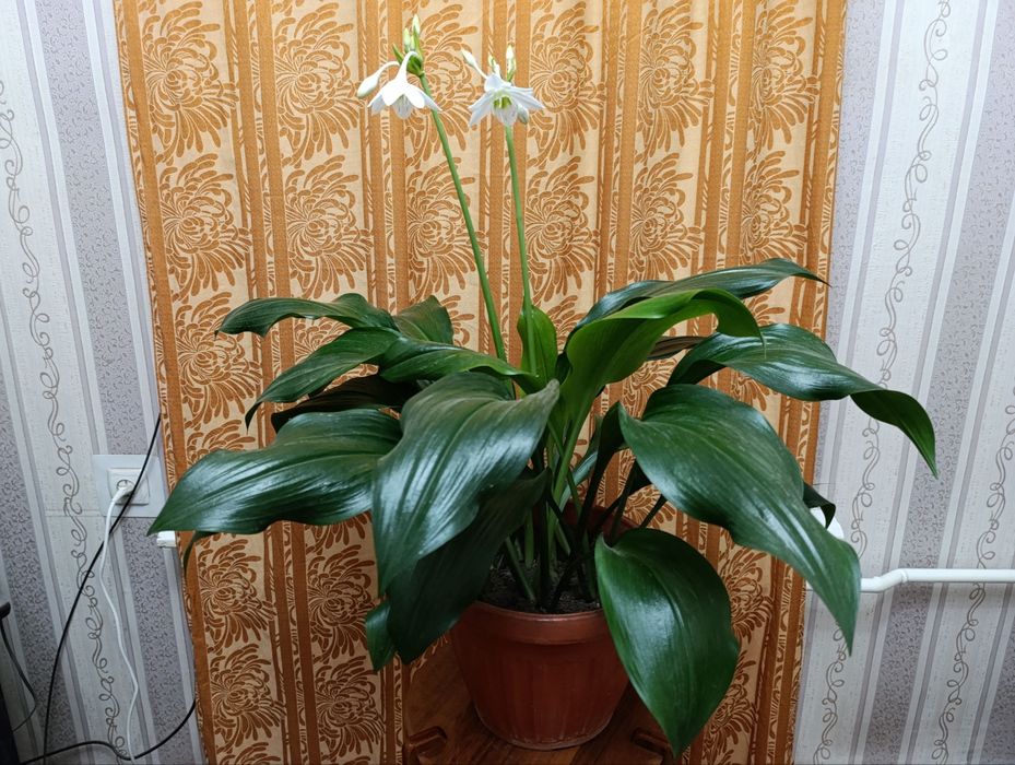 Цветы на 19 декабря. Эухарис - Амазонские лилии.