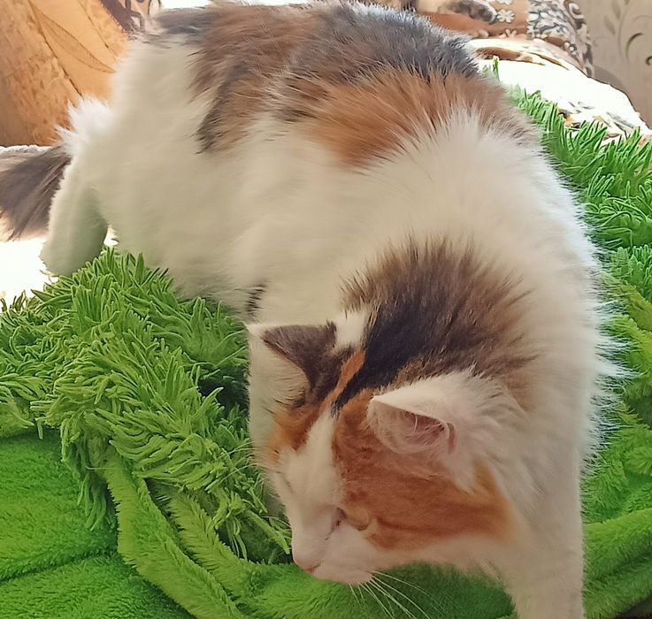 Красотка Лилу ищет себе хозяина