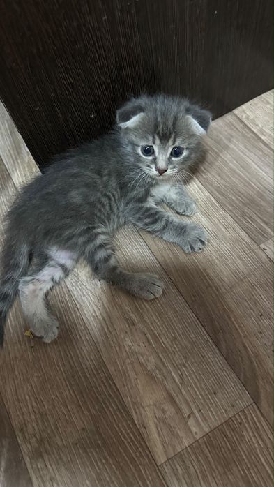 Котята добрые руки