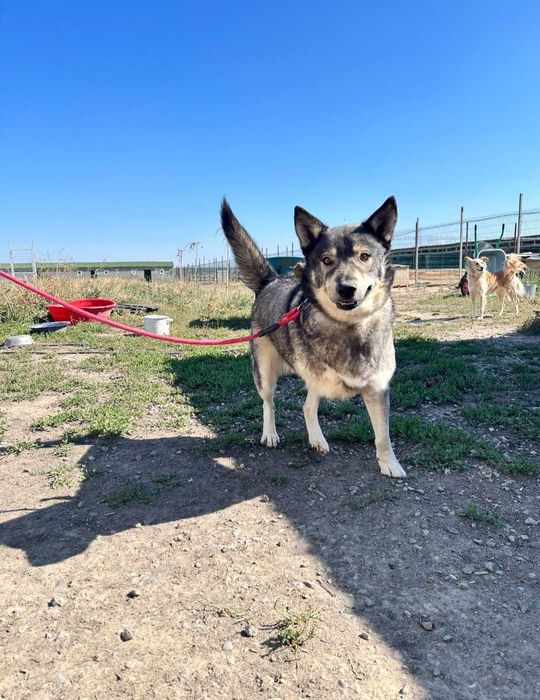 Собачки в поиске дома