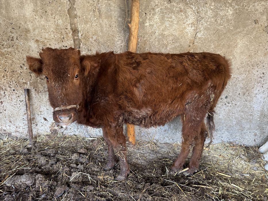 Кашар баспаклар сатилади