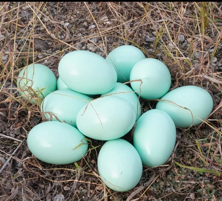 Искуственный яицо деревянный