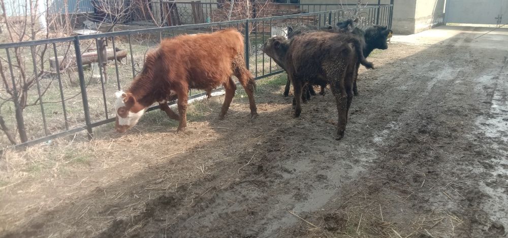 Бука сатылады багасы 320000тг